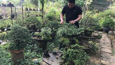 «باغ جوانان» در مای تونگ