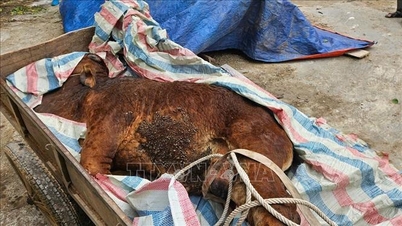 Quang Tri tartomány sürgős intézkedéseket hajt végre a bőrcsomósodásbetegség járványának megfékezésére.