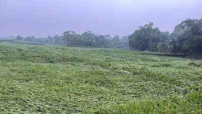 फू थो शीत मोर्चों, बवंडरों, बिजली गिरने, ओलावृष्टि और तेज हवाओं के झोंकों के प्रति सक्रिय रूप से प्रतिक्रिया करता है।