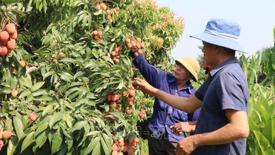 سیزن کے آغاز میں لیچی کی قیمتوں میں اضافہ؛ Hai Phong خریداروں کو صارفین کے ساتھ فعال طور پر جوڑتا ہے۔