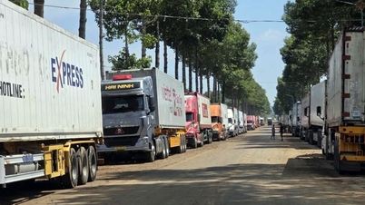 Honderden containers met durians zitten vast in Dong Nai vanwege overbelaste inspectiefaciliteiten.