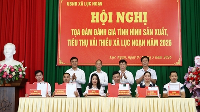 Luc Ngan کمیون لیچی کی پیداوار اور استعمال کو ہدایت دینے کی کوششوں کو تیز کرتا ہے۔