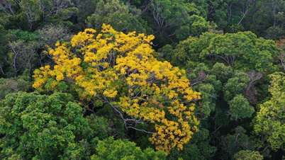 Infográfico: A beleza deslumbrante da flor Lagerstroemia em meio às montanhas e florestas de Kon Chư Răng.