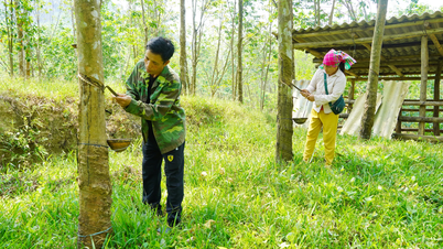ชาวบรู-วัน เกียว มีความเชี่ยวชาญทั้งด้านการผลิตและธุรกิจ