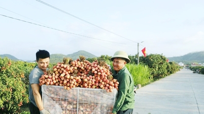 Bac Ninh: لیچی کی خاصیت کے لیے ایک پائیدار ماحولیاتی نظام کی تعمیر۔