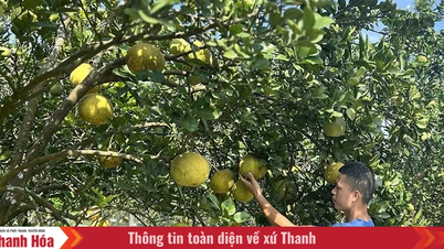 কৃষি পণ্যের শক্তিকে কাজে লাগানো।