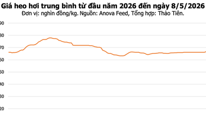 8 Mayıs tarihli domuz eti fiyatları: Kuzey ve Orta bölgelerde hafif artış gösterdi, en yüksek fiyat 70.000 VND/kg oldu.