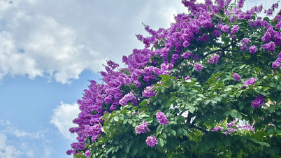 [Photo] Hanoi : Les rues sont recouvertes de fleurs de lagerstroemia pourpre.