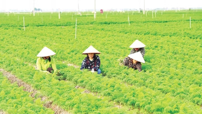 Efforts to overcome obstacles to the digital transformation of agricultural cooperatives.