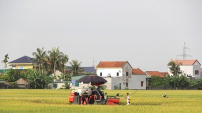 Chính quyền vào cuộc bình ổn giá thuê máy gặt mùa thu hoạch