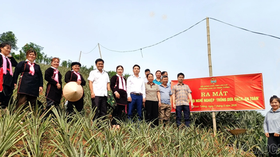 ຈິ້ງເຕືອງ: ເປີດຕົວຮູບແບບ "ການປູກໝາກນັດທີ່ສະອາດ ແລະ ປອດໄພ" ຢູ່ບ້ານຕ່າງ.