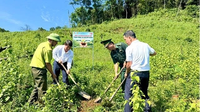 Acecook Vietnam meluncurkan proyek penanaman 10.500 pohon di Quang Tri.