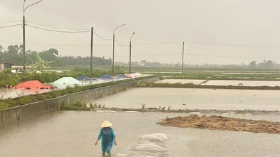 Nghe An: As fortes chuvas provocam inundações em grandes áreas de plantações de arroz e mudas, representando risco de danos.