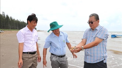 Vinh Long meneliti solusi untuk mengatasi kesulitan dalam budidaya kerang.