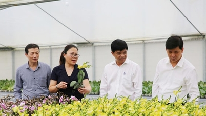 Komune Dan Phuong membuka daya penggerak untuk pembangunan dalam fasa baharu.