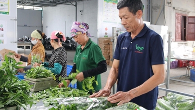 Koperasi Hoang Nam Phat telah menubuhkan kawasan pengeluaran sayur-sayuran bersepadu seluas 100 hektar.