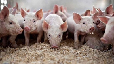 Preços da carne suína em 9 de maio: Aumentaram nas três regiões, atingindo 71.000 VND/kg em Dong Nai.