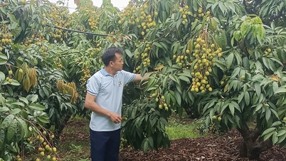 Bac Ninh 143 خوبصورت لیچی باغات کو پہچانتا ہے۔