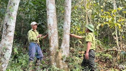Duurzame weg van grootschalige houtplantages