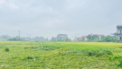 A província de Nghe An está intensificando os esforços de drenagem para salvar a safra de arroz da primavera e outras áreas semeadas.