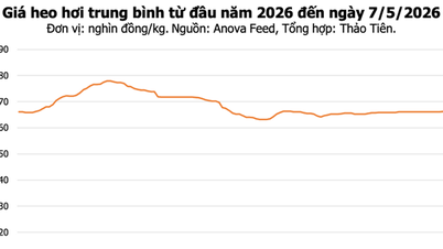 Schweinefleischpreise heute, 7. Mai: Leichter Anstieg im Norden, Dong Nai bleibt weiterhin hoch bei 70.000 VND/kg.