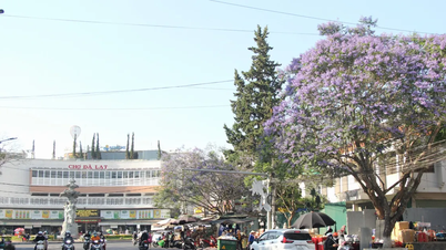 Jakaranda ağaçlarının açtığı mevsimde Da Lat.