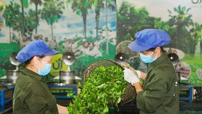 Phú Thọ nhân rộng mô hình nông nghiệp sạch