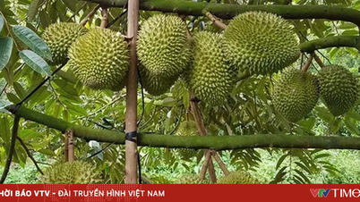 การที่ราคาทุเรียนตกต่ำกลายเป็นเรื่องที่น่าเศร้าสำหรับหลายๆ คน