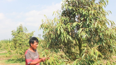 Orang K'ho dengan berani mengubah struktur tanaman mereka.