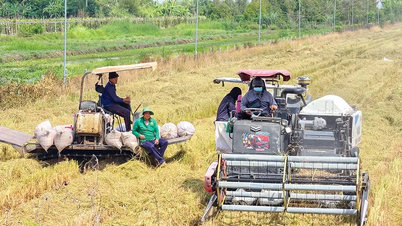Cần Thơ đã thu hoạch hơn 288.220ha lúa đông xuân