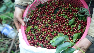 Precios de los productos agrícolas el 10 de mayo: la pimienta mantiene sus niveles máximos, el café baja ligeramente y el mercado del arroz se ralentiza.