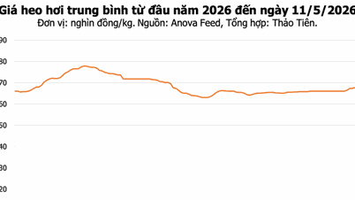 Prezzi della carne di maiale oggi, 11 maggio: i prezzi aumentano in tutto il Nord, Dong Nai raggiunge i 71.000 VND.