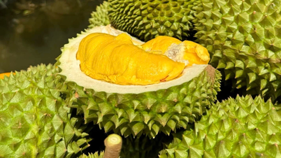 Harga durian turun hari ini, 11 Mei 2026, menyebabkan banyak petani di Can Tho menjual durian mereka di trotoar.