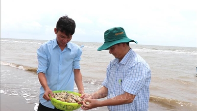 L'industrie de l'élevage de palourdes à Vinh Long est confrontée au risque d'une baisse d'efficacité.