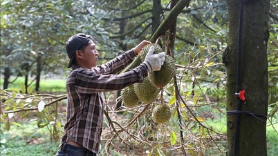 La normalisation des codes de zones de plantation élargit les possibilités d'exportations agricoles.
