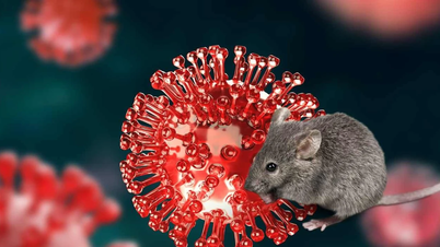 Vietnam má kapacitu pro testování na virus Hanta a varuje před rizikem nákazy od krys.