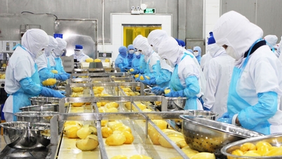 Les fruits et légumes d'An Giang intègrent la chaîne d'exportation mondiale.