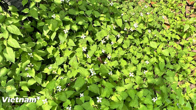 Вот несколько рекомендуемых методов ухода за кожей с использованием Houttuynia cordata (рыбной мяты).