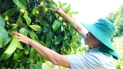 Launching the summer fruit season.