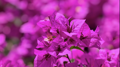 Csodálja meg a Da Lat-i hágó legszebb bougainvillea fájával rendelkező házat.