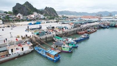 Anunțul deschiderii portului de pescuit Cai Rong în zona economică specială Van Don.
