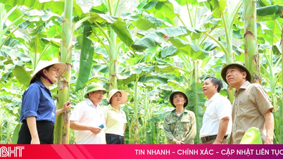 Mục sở thị vườn chuối Tây Thái gần 4.000 cây tại xã Toàn Lưu