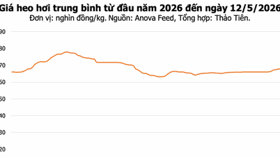 12 Mayıs itibarıyla domuz eti fiyatları: Zıt yönlerde dalgalanıyor, en yüksek fiyat 71.000 VND/kg.