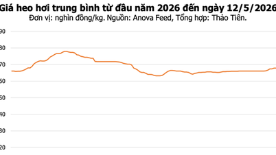 12 Mayıs'ta domuz eti fiyatları: Karışık dalgalanmalar yaşandı, Dong Nai 71.000 VND/kg ile en yüksek fiyatı korudu.