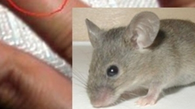 Jaká jsou nebezpečí kousnutí krysou, jak ho rozpoznat a jak ho správně ošetřit?