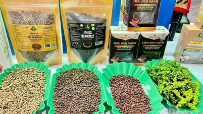 Giá tiêu hôm nay 12/5/2026: Duy trì ổn định từ 141.000-144.000 đồng/kg