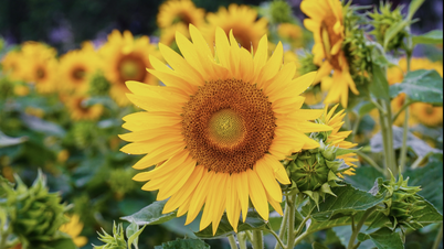 I campi di girasoli di Can Tho sono belli come un dipinto.