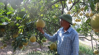 קומונה של וייט טיין מפתחת כלכלה חקלאית ומשקי בית.