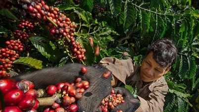 Harga kopi hari ini, 12 Mei 2026: Pasar internasional membaik, harga domestik sedikit menyesuaikan.