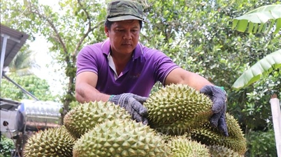 Can Tho menghilangkan hambatan bagi industri durian.